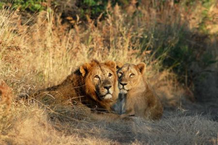 Gir National Park